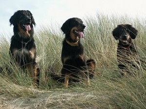 Hannah, Lena und Anton in den Dünen.