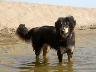 Mit den Pfoten im Wasser