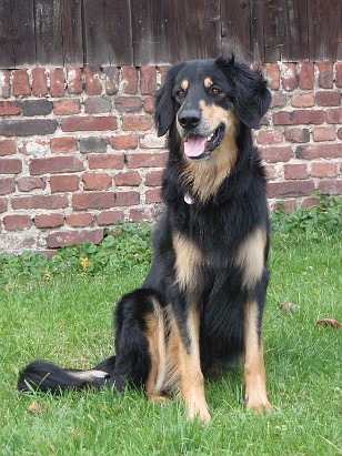 hovawart-lena-12 Lena